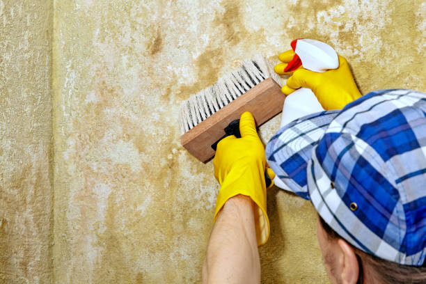 Best Emergency Mold Remediation  in USA